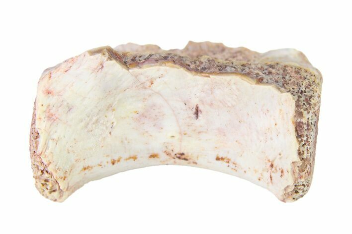 Triassic Fossil Avemetatarsalian (Dromomeron) Vertebra - Texas #322740